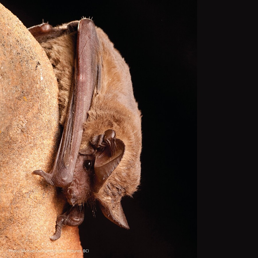 Bat colony roosting in an attic