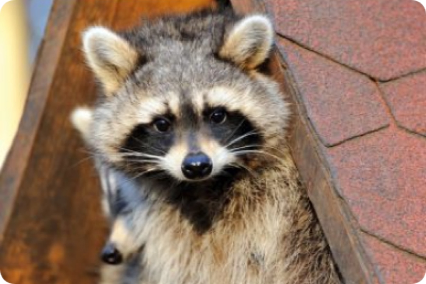 Raccoon at the roofline of a Central Florida home